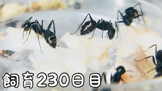 262【蟻の観察】ホッケをあげてみたら大好評だった【飼育230日目】