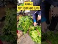 이거 전부 내가 산다 싸우지 마세요 폭락 시장 물가 쇼핑 야채 채소