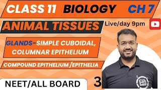 ANIMAL TISSUE || PART-3 || NEET-2025 || CLASS-11 || NCERT || DR MM SIR