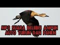 SUARA PIKAT BELIBIS MERAH /MANJUR DAN PASTI TURUN