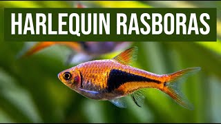 Harlequin Rasboras | Trigonostigma Heteromorpha | Aquarium Tips