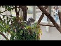 【動物園】鹿児島県鹿児島市『平川動物公園』ユーカリをむしゃむしゃ食べるコアラ