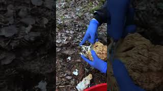 Picking up the delicious coral mushrooms