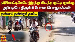 நடுரோட்டிலேயே இறந்து கிடந்த குட்டி குரங்கு..தவியாய் தவிக்கும் தாய்..அப்படியே திரும்பி போன பொதுமக்கள்