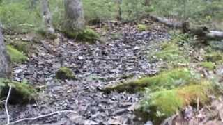 Big Patch of Black Trumpets Craterellus cornucopioides 10Jul2013