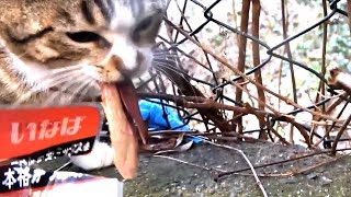 大笑い編！ちゅーる咥えて逃走する子猫！海外の猫たちが日本のおやつに大喜び