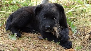 Sweet puppy and his bird! (slodki szczeniak i jego ptak)