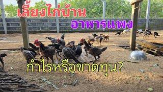 อาหารแพงแบบนี้เลี้ยงไก่บ้านกำไรหรือขาดทุน