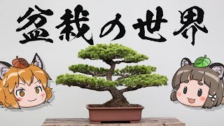 【1億円】若い人ほど絶対に盆栽を早く始めてください