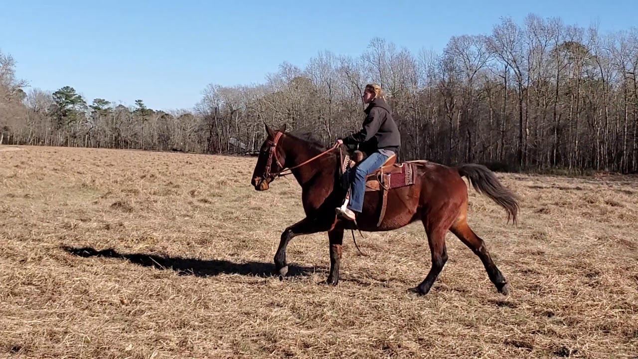 Percheron Standardbred Cross - YouTube