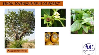 Tendu forest fruit tree : A souvenir of tribals