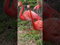 フラミンゴさんカーって鳴くのね shorts フラミンゴ 東山動植物園 動物園 動物