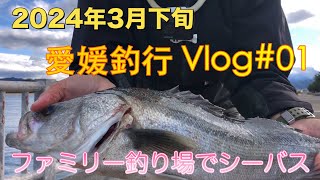 2024年3月下旬 愛媛釣行Vlog#01 シーバスを釣って捌いて食べる