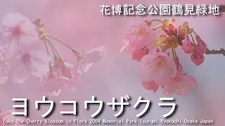 ヨウコウザクラ　花博記念公園鶴見緑地　2018 Yoko the Cherry Blossom in Flora 2004 Memorial Park  Osaka Japan