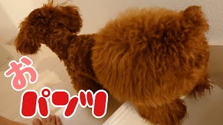 【多頭飼い犬】子犬トリミングおパンツに！（後編）～チワワ・シーズー・ミニチュアピンシャー・トイプードル