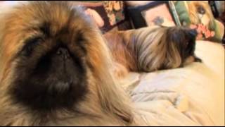 dogs 101 - pekingese