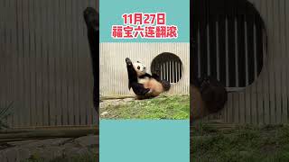 11月27日福宝六连翻滚！