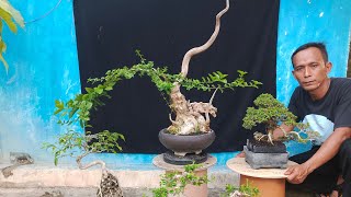 CEK BONSAI TERBARU . 081231105330 BUDI SETIYAWAN. NEGO LOS