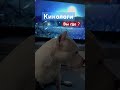 Амстафф Бой и Кинологи амстафф семья amstaff шортс собака качалка dog тренировка