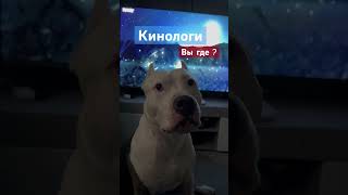 Амстафф Бой и Кинологи #амстафф #семья #amstaff #шортс #собака #качалка #dog #тренировка