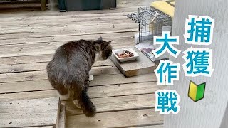 捕獲したい一番デカイ猫が一番ビビりなのがかわいい【地域猫活動🔰】#3