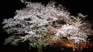 [京都の桜特集2021] 世界遺産 二条城の桜 （満月のライトアップ） (cherry blossom trees at the Nijo-jo Castle in Kyoto)