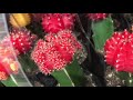 how to CARE for and grow “ruby ball”  or “moon cactus” (gymnocalycium mihanovichii)