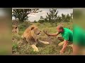 why these lions fear a sandal the incredible training technique explained