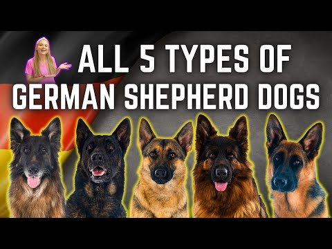 What is the best dog to breed with a German shepherd?
