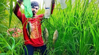 Catch Lot Of Tilapia Fish With Wasted Cold Drink Bottles | Hook Fishing | Primitive Survival #shorts