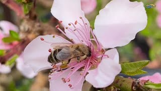 Hewan Ternak Penghasil Madu | Lebah Tawon Madu #SiOtan #lebahmadu #laguanak