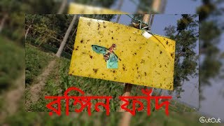 নিরাপদ ফসল উৎপাদনে কীটনাশকের পরিবর্তে রঙ্গিন ফাঁদ