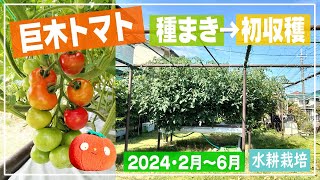 【水耕栽培 】2024巨木のトマト種まきから初収穫まで　庭で育てる巨木のトマト