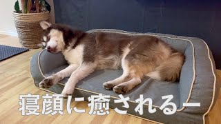 シベリアンハスキー犬寝るとかなり可愛い