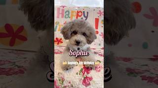 #愛犬動画  #ペットの気持ち 　#happybirthdaytoyou   #toypoodlelove  #愛犬がいる暮らし#いぬのきもち #犬 #いぬすたぐらむ #わんこ動画 #シャロンソフィー