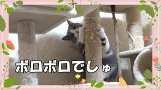 【保護猫・里親】猫ちゃんからの訴え！ママ～キャットタワーがボロボロだニャ～😿分かった修理しよう / A complaint from a cat! Mama-cat tower is tattered