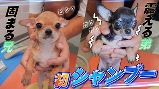 【子犬】もうシャワーなんて大嫌い！スムチー兄弟の初シャンプーを二人並べて比べてみたら全然違った！