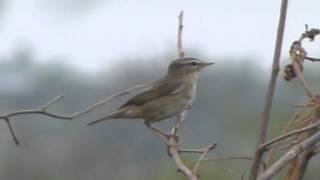 Dusky Warbler (Phylloscopus fuscatus) - (Not Edited)