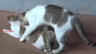 Mxtube.net :: Cat nating close up Mp4 3GP Video & Mp3 Download unlimited  Videos Download