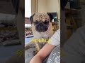 【パグ】今日も激しめ。 パグ pug shorts 日常 癒し 犬のいる暮らし