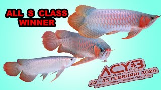 JUARA KONTES ARWANA CLASS SMALL ACY 2024 || AROWANA || MAIN IKAN CHANNEL