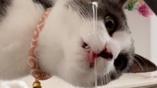 水をうまく飲めない猫〜Cats that can't drink water well〜　　　shortじゃないけど縦長動画です！