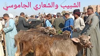 أسعار الشبيب والشعاري الجاموسي بسوق اسنا ٢٤/ ٢/ ٢٠٢٥م