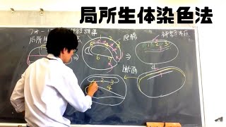 局所生体染色法【発生】　高校生物