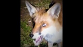 Injured Fox