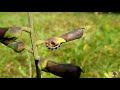 how to make a butterfly garden at home.. വീട്ടിൽ ഒരു butterfly garden 🦋🦋