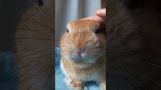 【うさぎカフェ】撫でられるのは大好きです　#Shorts #bunny #うさぎ #うさぎカフェ