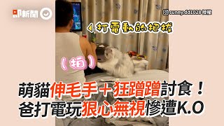 波斯貓賣萌撒嬌討食❤️爸顧著打電動狠心無視慘遭KO🤣｜寵物動物｜貓咪｜萌寵｜精選影片