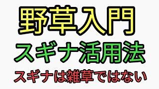 野草入門！スギナ活用法！スギナは雑草ではありません。駆除するのはもったいない