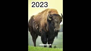 2023 Bison And 5000 Bce Bison 🦬 | Mythology King 👑 MS | #shorts #shortvideo #trending #ytshorts  🥰🤩